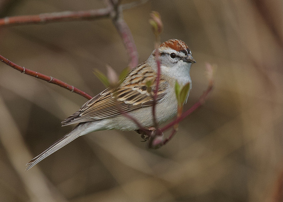 Chipping Sparrow Apr 7 2022 Wilband - 1 of 4