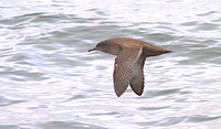 Sooty Shearwater small 2013 sept 15 Uclulet