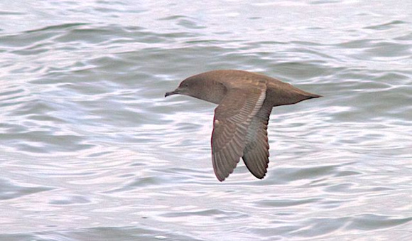 Sooty Shearwater small 2013 sept 15 Uclulet