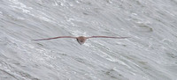 Pink-footed Shearwater small 2013 sept 15 Uclulet