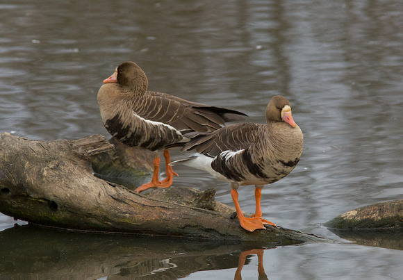 White-fronted geese Feb 2 2015 Colusa Ca.  836