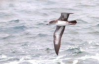 Pink-footed Shearwater  2 medium 2013 sept 15 Uclulet