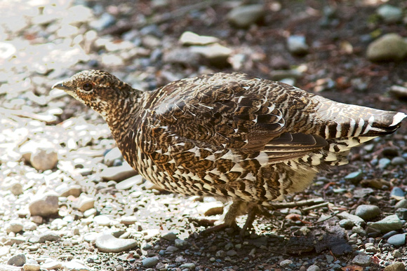 Spruce Grouse Oct 6 2013 Manning  009