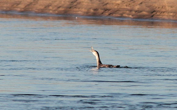 Red-throated Loon 20130907