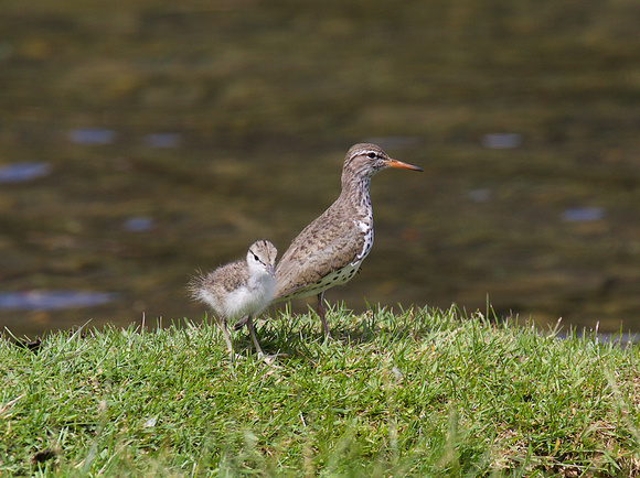 Spotted sandpiper and chicks June 22 2016 Fountain Lake Lillooet  4080