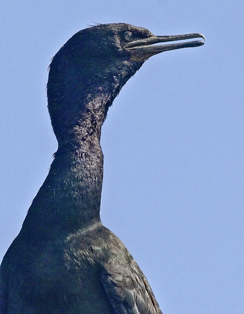 Pelagic-cormorant