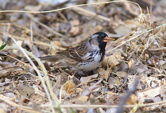 Harris's Sparrow May 9 2014 Patagonia  1179
