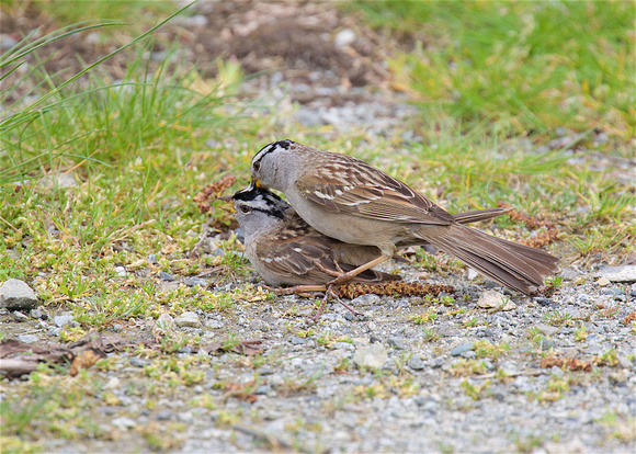 White-crowned Sparrows mating Apr 16 2016 Pitt meadows  3673