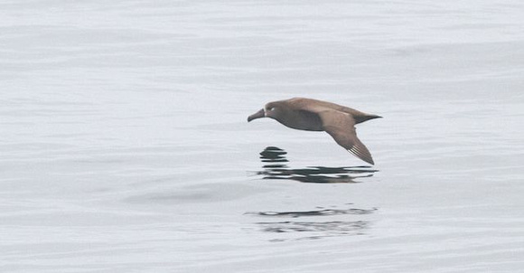 Black-footed Albatross sept 15 Uclulet  011