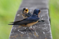 Barn Swallow fledgling July 10  2016 Wilband  4157