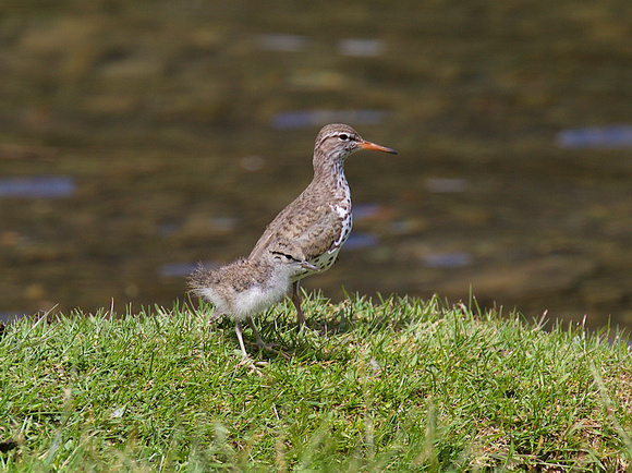 Spotted sandpiper and chicks June 22 2016 Fountain Lake Lillooet  4079