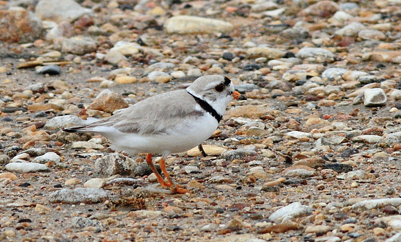 Piping Plover 1