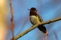 Anna's Hummingbird male 2 Jan 20 2014 Mill Lake  275