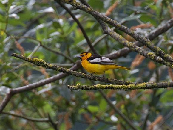 Bullock's oriole May 25 2016 Parallel rd.  3726