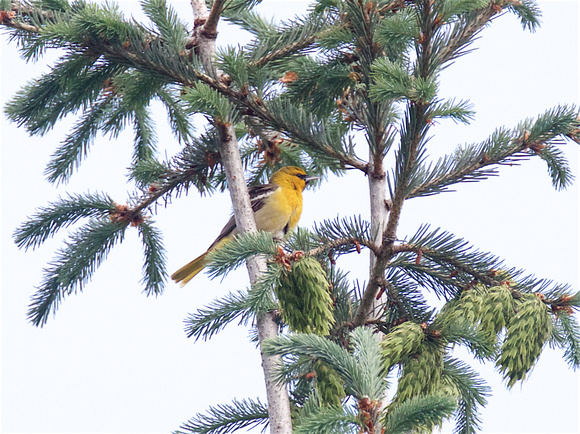 Bullock's oriole May 25 2016 Parallel rd.  3723