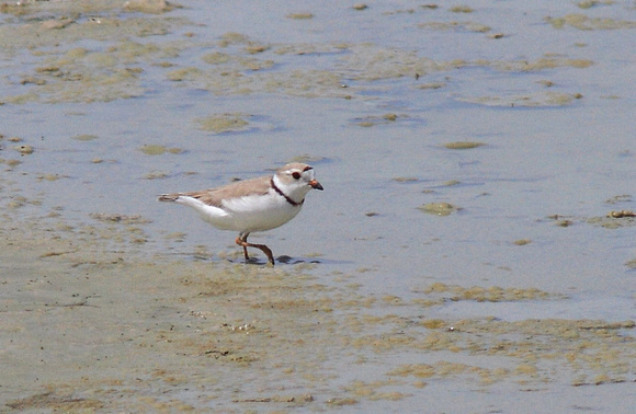 Piping Plover1