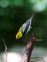 Black-throated Green Warbler Apr 4 2014 Padre  647