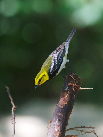 Black-throated Green Warbler Apr 4 2014 Padre  647