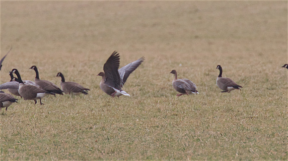 Pink-footed Geese Marindale flats Jan 26 2017