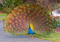 Peacock Jan 26 2017 Victoria  5250
