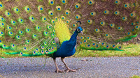 Peacock Jan 26 2017 Victoria  5251