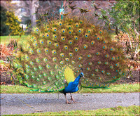 Peacock Jan 26 2017 Victoria  5252