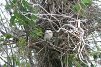 Loggerhead Shrike Nest