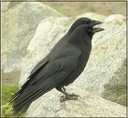 Crows-Feb.1607-Blackys-Spit