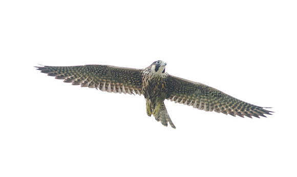 Peregrine Falcon Aug 30 2014 Reifel  1824
