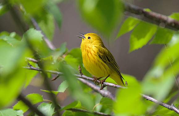 Yellow Warbler May 28 2017 Clearwater  5347