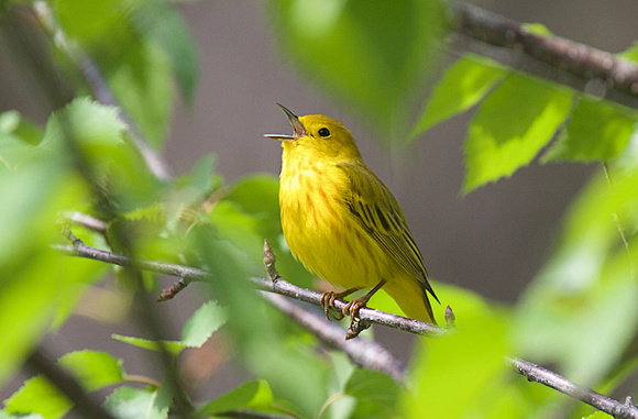 Yellow Warbler May 28 2017 Clearwater  5348