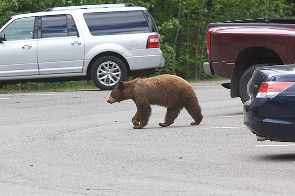 Brown Bear Minnewanka Banff June 9 2017  5490
