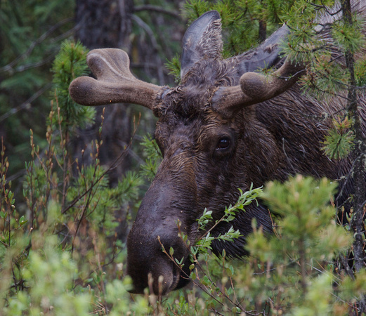 Bull Moose June 4 2017 Maligne Canyon  5406