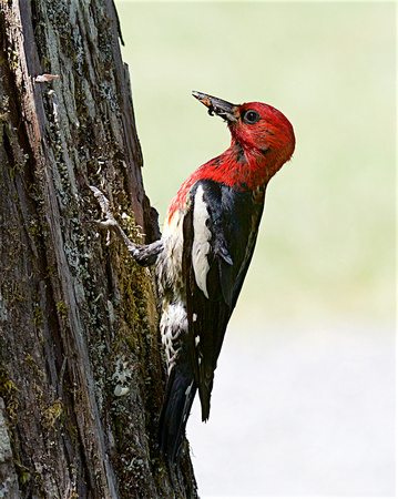Red-breasted sapsucker June 25 2017 Rolley Lake  5574