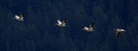 American White Pelican Apr 29 2021 Pitt Lake