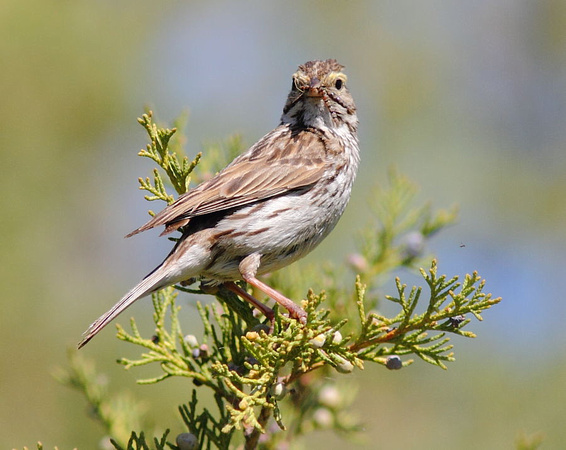 Savannah Sparrow 2