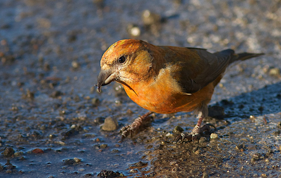 Red Crossbill male Jan 18 2014 Manning  269