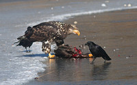 American Bald eagle 2 juv. cormorant feb 8 2014 Bryden Lagoon  314