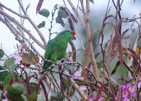 Red-crowned Parrot Apr 13 2014 Brownsville  765