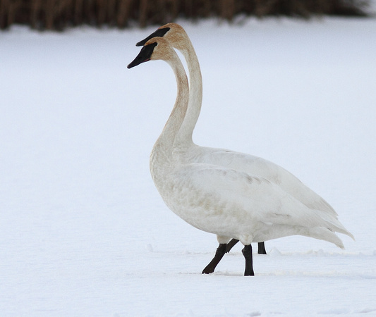 Trumpeter Swans standing snow