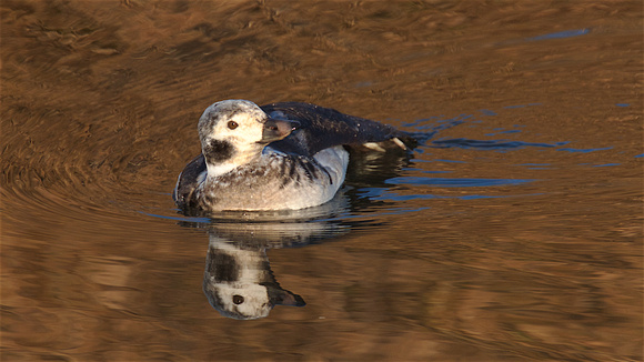 Long-tailed Duck Dec 13 2017 Wilband  5802