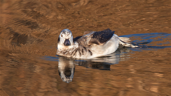 Long-tailed Duck Dec 13 2017 Wilband  5803