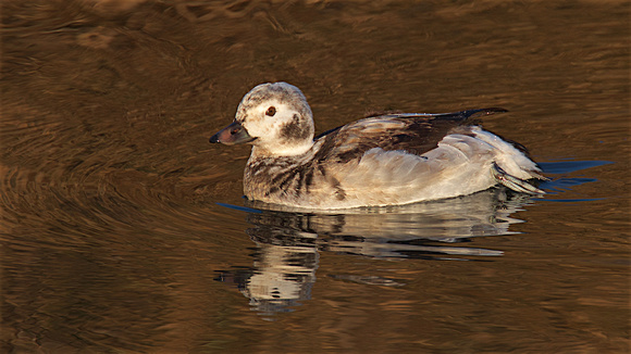 Long-tailed Duck Dec 13 2017 Wilband  5801