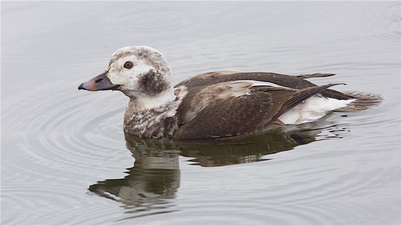 Long-tailed Duck Dec 18 2017 Wilband  5844