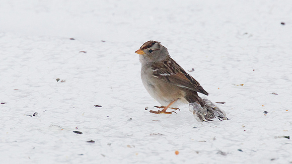 White-crowned Sparrow with ice Dec 29 2017 Matsqui  5845