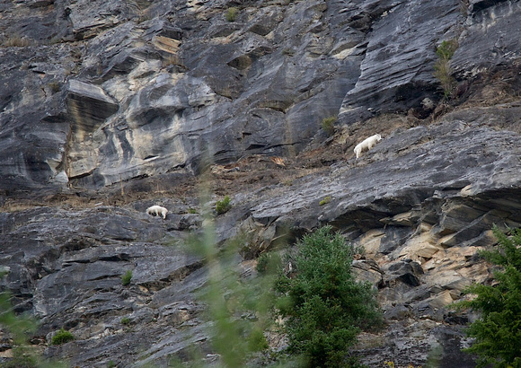 Rocky Mountain Goats Sept 30 2014 Kaslo  2146