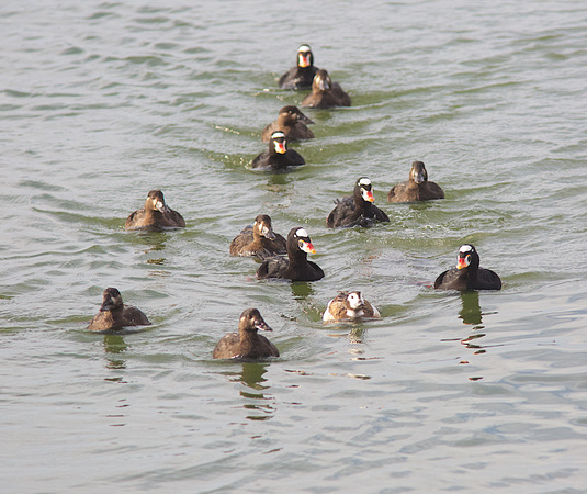Surf Scoters with Long-tailed Duck Feb 11 2015 crescent City Ca.  921