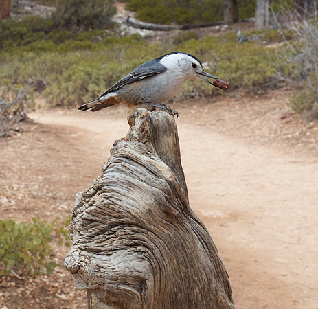 White-breasted Nuthatch Mar 21 2018 Bryce Canyon  6073