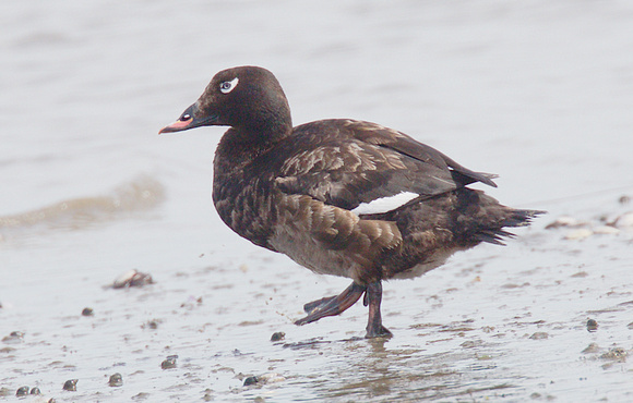White-winged Scoter Apr 19 2018 Blackies Spit  012