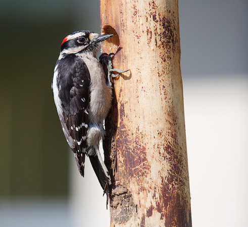Hairy Woodpecker Apr 22 2018 GBH  013